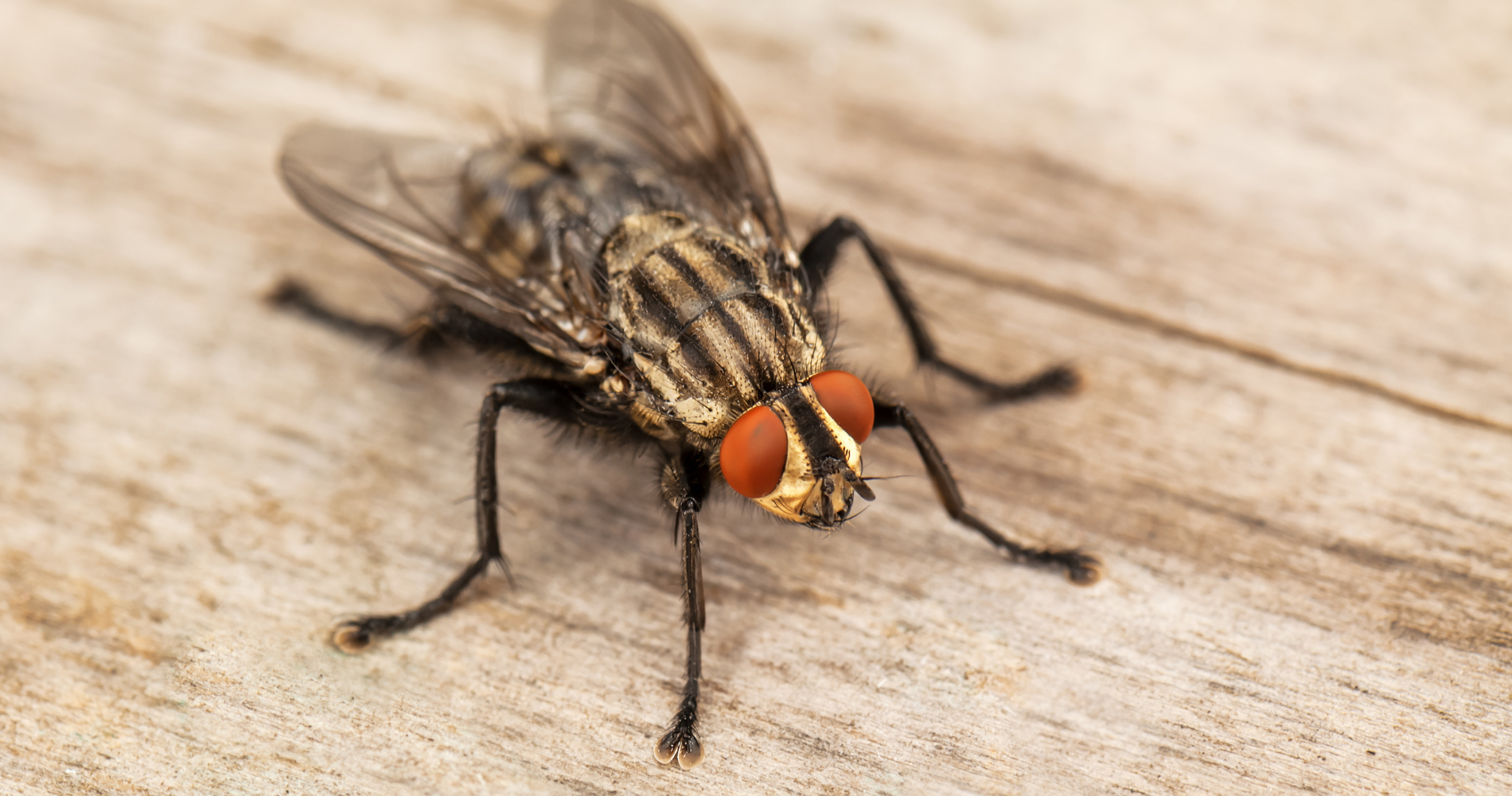 Fliegen