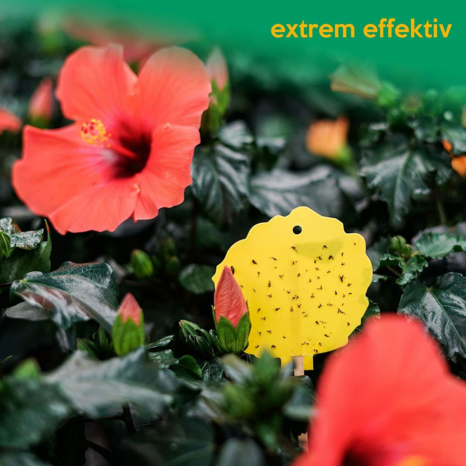 15x inseko Profi Gelbsticker Fliegenfallen