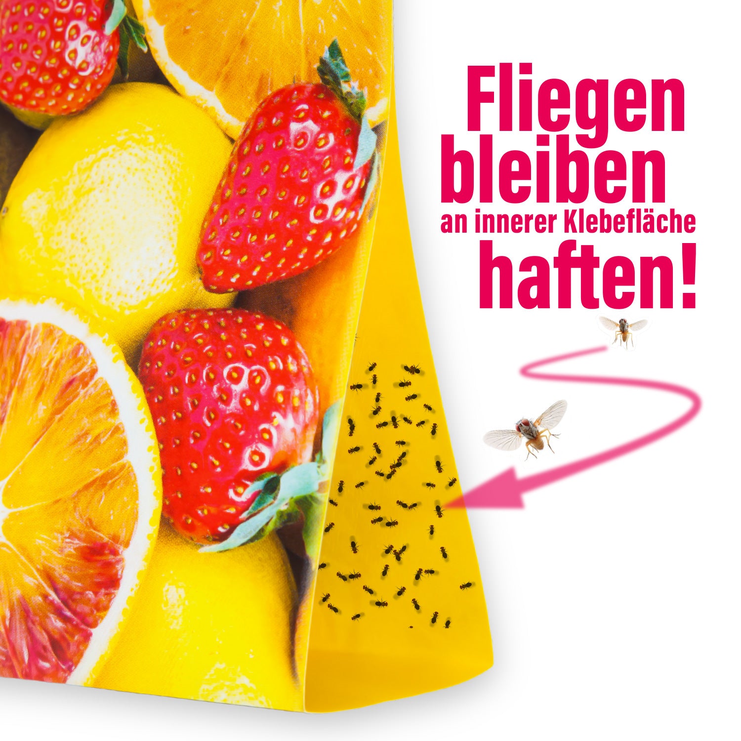 2x inseko Fruchtfliegenfalle
